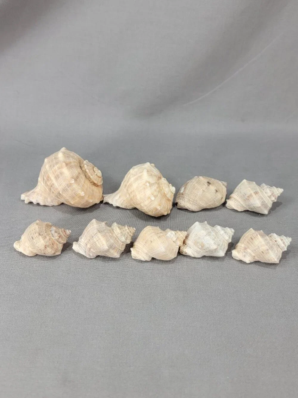 Whelk Conch Shell Seashell Mixed Lot of 9 Nautical Beach Ocean Decor Crafts